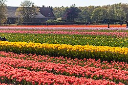A typical Dutch landscape in South Holland