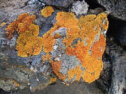 Biological weathering of basalt by lichen, La Palma