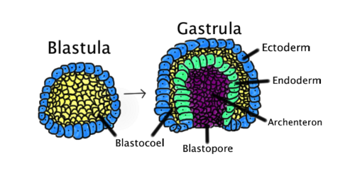 Blastula to gastrula more detailed