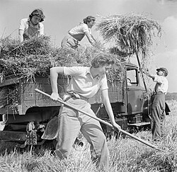 Harvesting at Mount Barton, Devon, 1942