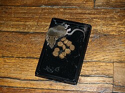 Mouse in glue trap