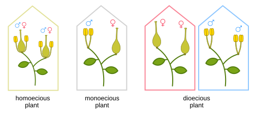 Homoecious (bisexual) and monoecious (sex segregated) flowers compared to those of dioecious plants having either all male or all female flowers.