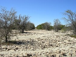 Open land in Pampa del Tamarugal, February 2006.