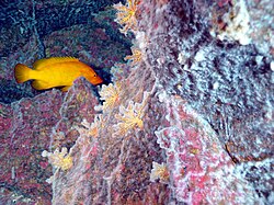 Chemosynthetic microbial mats covering photosynthetic red algae and coral. Hydrothermal vent and coral reef communities overlap at 190 m depth, at the Mariana arc. A golden hind swims nearby.