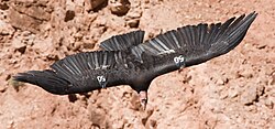 A California condor in flight, photographed from Navajo Bridge at Marble Canyon, 2008. Wild condors are numbered to aid wildlife researchers. As of April 2009, there were 172 wild California condors known.
