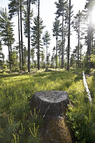 Shelterwood cutting allows for timber extraction, while maintaining ecosystem structure and allowing forest regeneration.