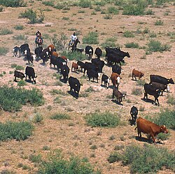 A modern small-scale cattle drive in New Mexico.