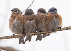 Birds huddling for warmth