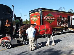One of the Budweiser Clydesdales