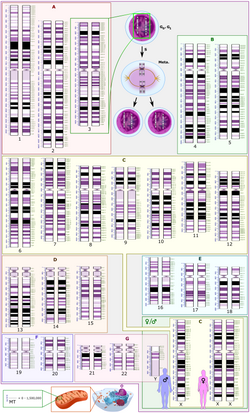 Schematic karyogram of a human, with annotated bands and sub-bands. It shows dark and white regions on G banding. It shows 22 homologous chromosomes, both the male (XY) and female (XX) versions of the sex chromosome (bottom right), as well as the mitochondrial genome (at bottom left). Further information: Karyotype
