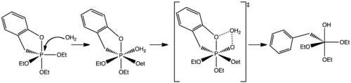 Mechanism of the hydrolysis of pentacoordinated phosphorus