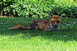 London has some 10,000 red foxes.