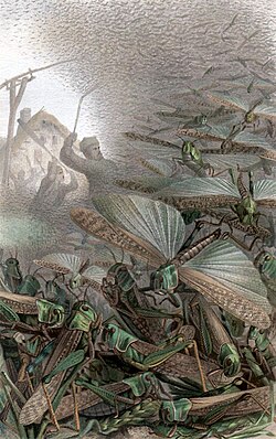 A 19th century depiction of a swarm of desert locusts