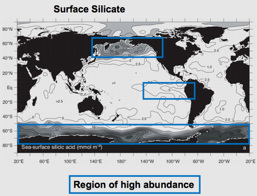 Regions of high abundance of diatoms in the ocean