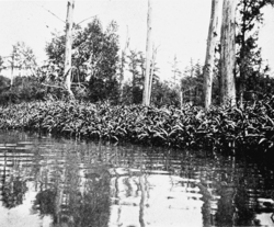 Sunken land formed by the New Madrid earthquake in Missouri