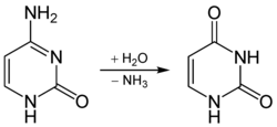 Hydrolysis of cytosine to uracil
