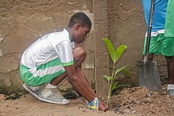 Tree planting in Ghana