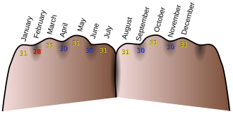 On top of the knuckles (yellow): 31 daysBetween the knuckles (blue): 30 daysFebruary (red) has 28 or 29 days.