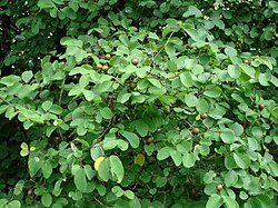 Medicinal Plant Karra