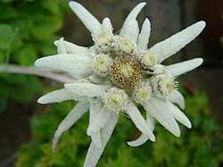 Edelweiss, a plant associated with mountain sports