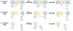 Reaction mechanisms of type I, II and III PKSs. Decarboxylation of malonyl unit followed by thio-Claisen condensation. a) (cis-AT) type I PKS with acyl carrier protein (ACP), keto synthase (KS) and acyl transferase (AT) domains covalently bound to another . b) Type II PKS with KSα-KSβ heterodimer and ACP as separate proteins. c) ACP-independent Type III PKS.