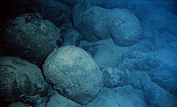 Pillow basalts on the Pacific seafloor