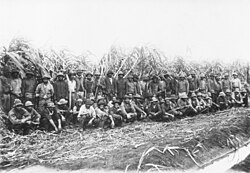 South Sea Islander men standing in front of a row of sugarcane.
