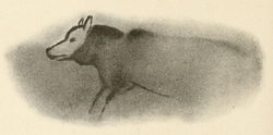 Polychrome cave painting of a wolf, Font-de-Gaume, France