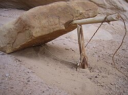 A small Paiute-style deadfall trap, made with dogbane cordage.