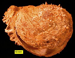 A fossil Spondylus gaederopus from the Pliocene of Cyprus