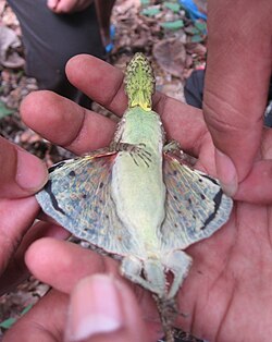 Underside of a female indian flying lizard showing the "wing" or patagium that is usually supported by six elongated ribs.