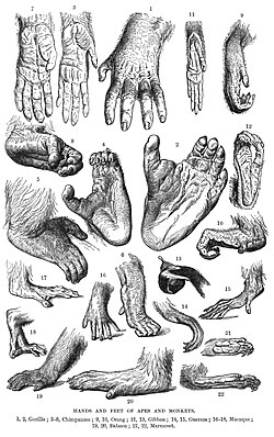 Nails are a distinguishing feature of the primate order.