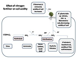 Diagram of nutrient leaching in soil with high levels of Soil acidity.