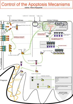 Control Of The Apoptotic Mechanisms