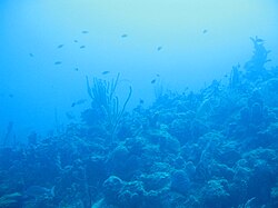 Marine life flourishing on the seafloor