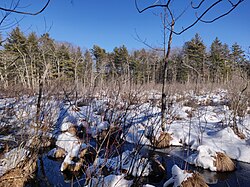 Wetland at the Broadmoor Wildlife Sanctuary in Massachusetts, United States, in February