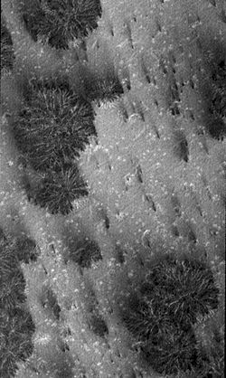 Close up of "dark dune spots" created by geyser-like systems