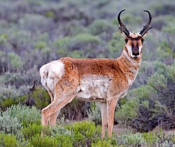 Pronghorn are commonly found on the grasslands in the park