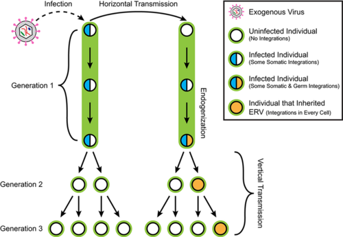 Endogenization leads to vertical transmission of viral DNA.