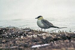 A long-tailed skua