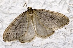 Operophtera brumata populations are geometric.[19]