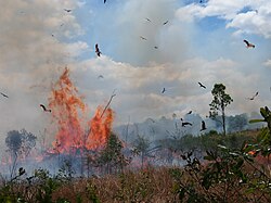 A mixed flock of hawks hunting in and around a bushfire