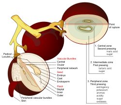 Anatomy of a grape, showing the components extracted from each pressing