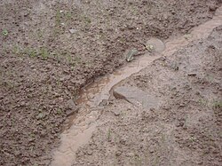 Water flowing in an actively-eroding rill on bare farmland in County Tyrone, Northern Ireland