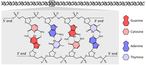 DNA chemical structure diagram showing how the double helix consists of two chains of sugar-phosphate backbone with bases pointing inward and specifically base pairing A to T and C to G with hydrogen bonds.
