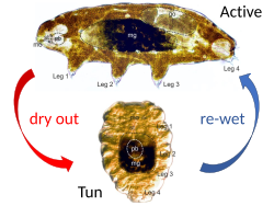 When dried, terrestrial tardigrades draw in their legs and go into a cryptobiotic 'tun' state. They quickly revive when re-wetted.[1]