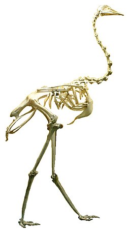 Rhea skeleton