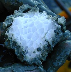 Methane clathrate block embedded in the sediment of hydrate ridge, off Oregon, USA