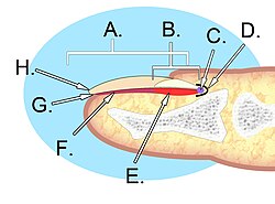A. Nail plate; B. lunula; C. root; D. sinus; E. matrix; F. nail bed; G. hyponychium; H. free margin.