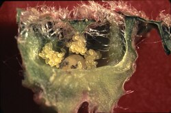 Phylloxera eggs inside a leaf gall